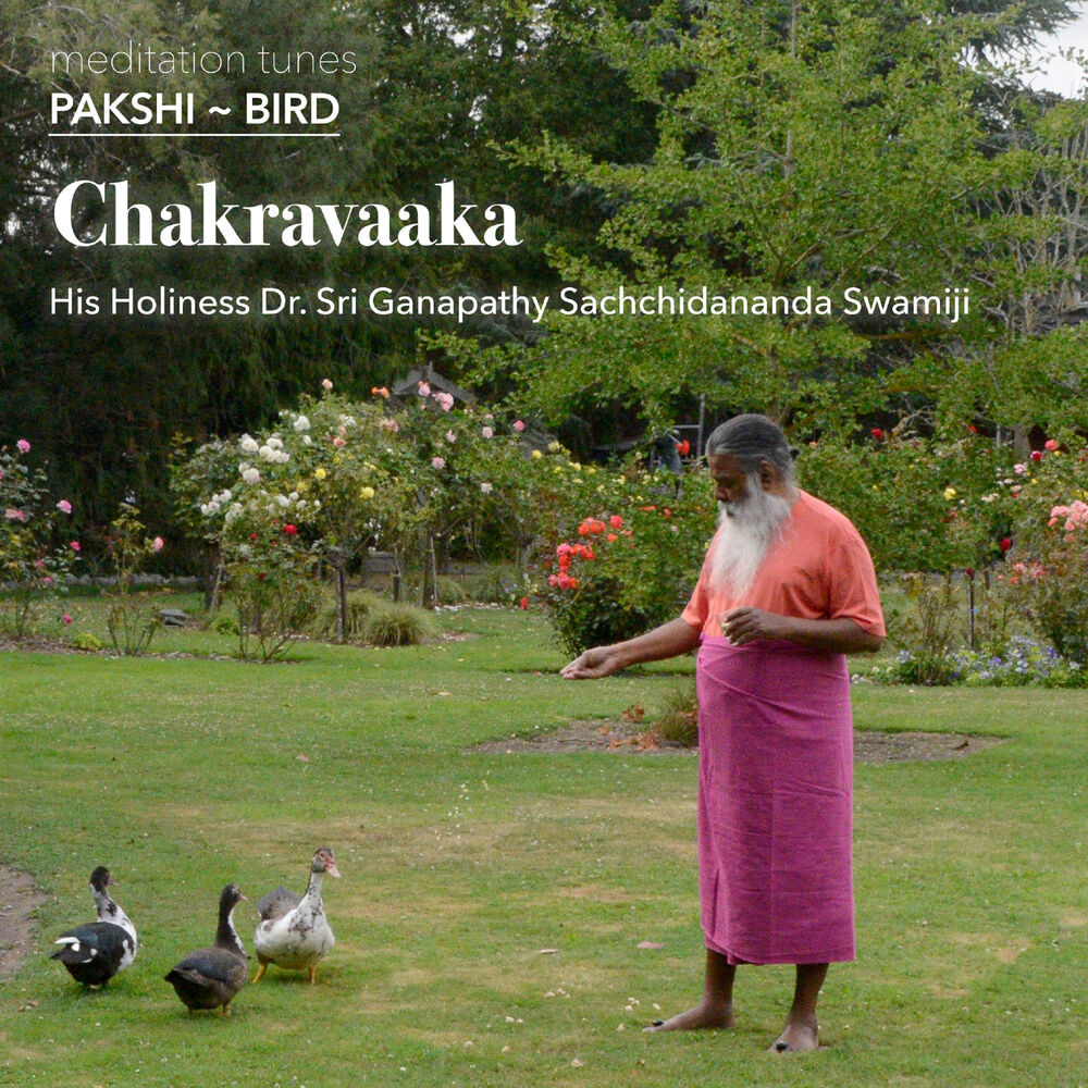 Picture of Meditation Tunes - Pakshi / Bird - Chakravaaka