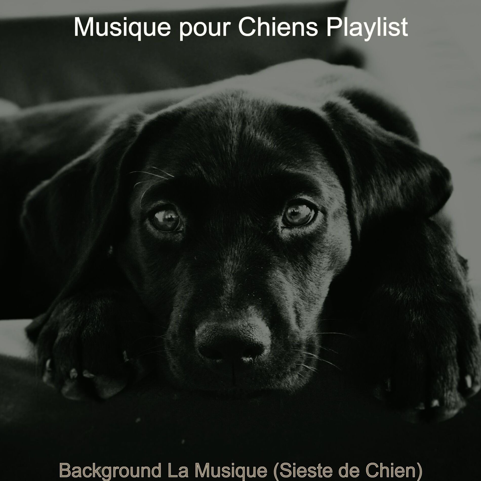 Album cover of Background La Musique (Sieste de Chien)