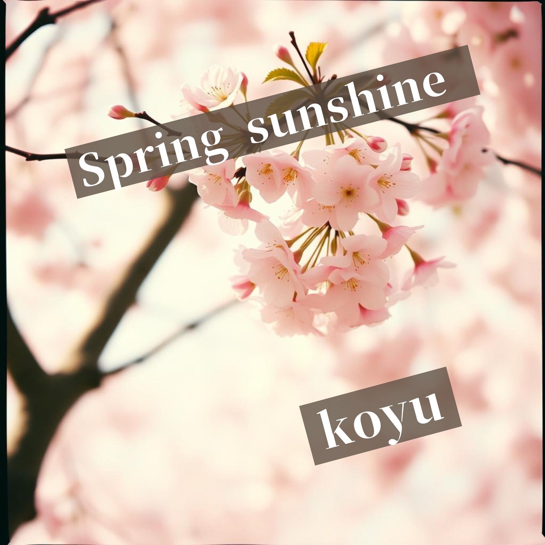 Album cover of 春の日差し