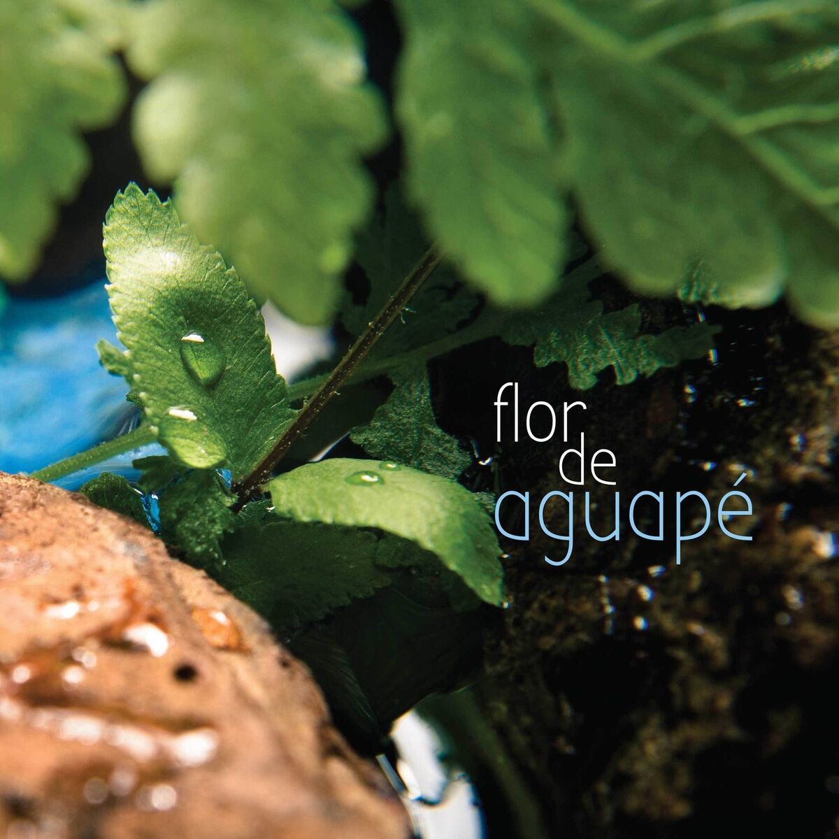 Album cover of Flor de Aguapé
