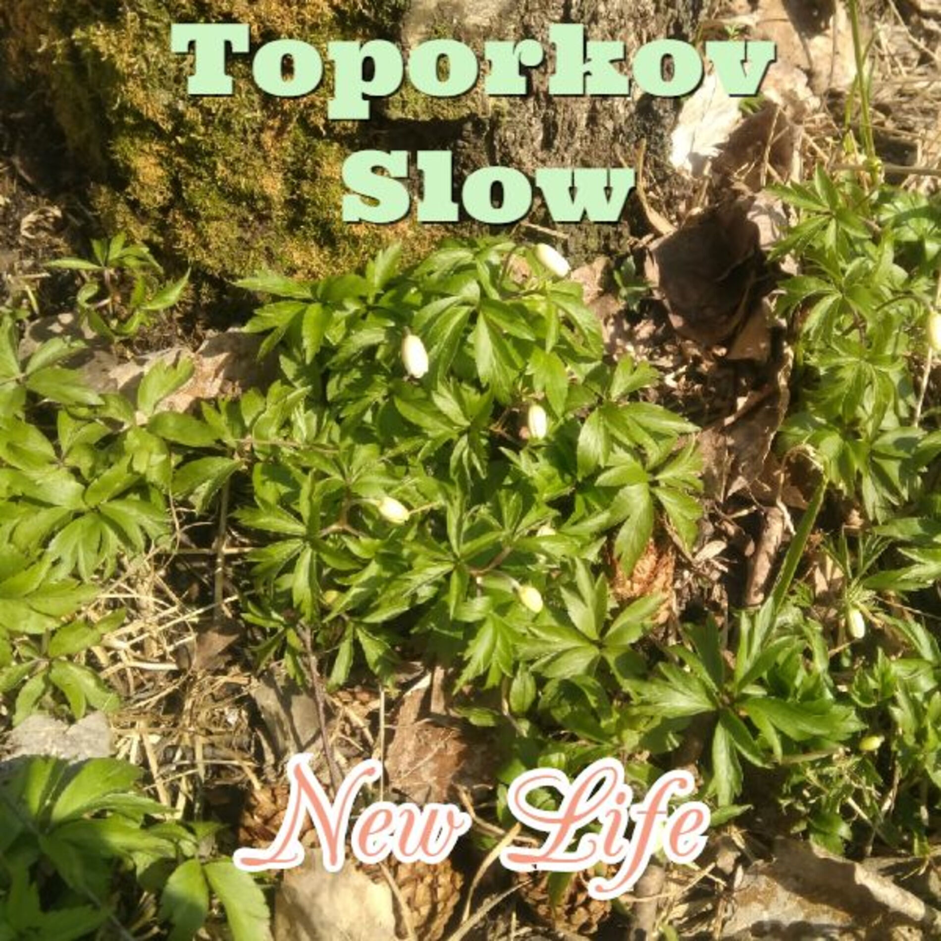 Album cover of New Life