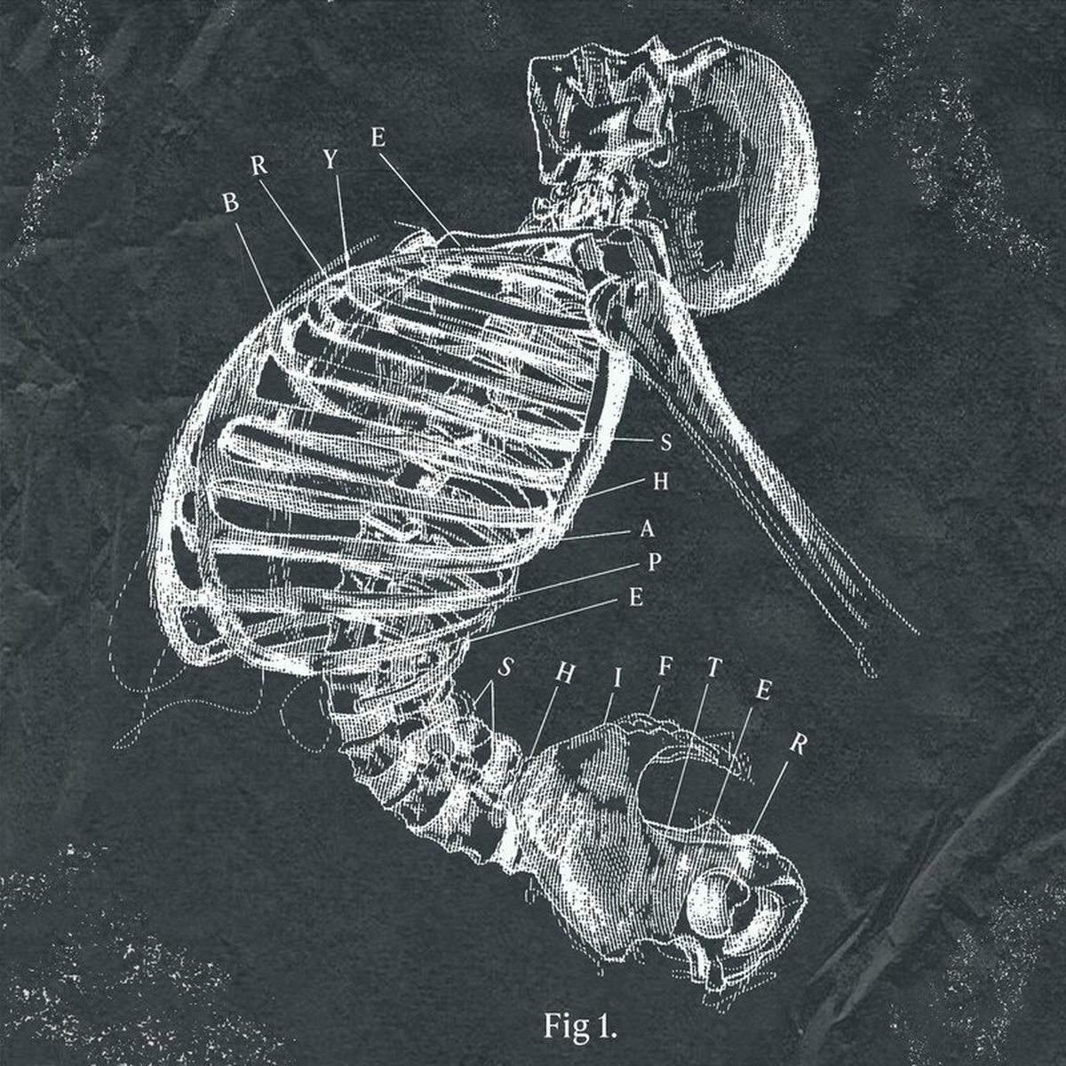 Album cover of Shapeshifter