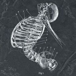 Cover of Shapeshifter
