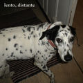 Lento, Distante