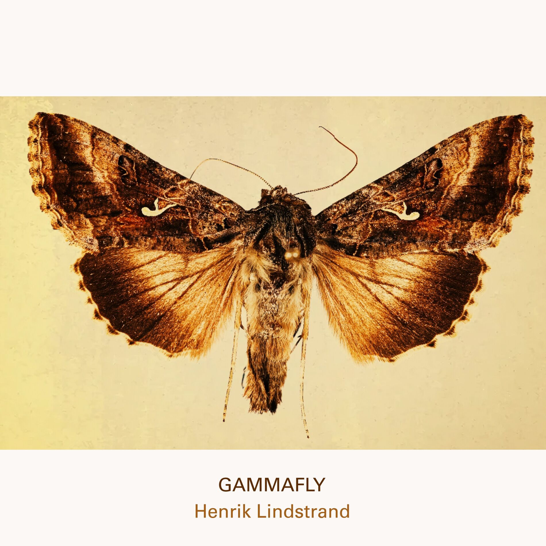 Album cover of Gammafly