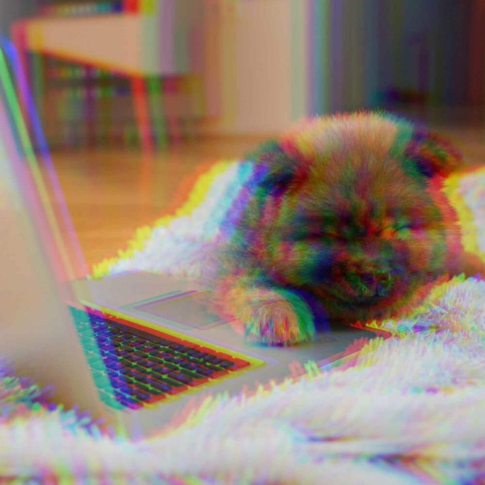Picture of Distinguished Jazz Guitar - Bgm for Vegging Out Doggo