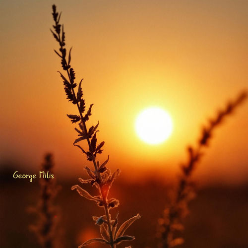 The Last Ray of Summer