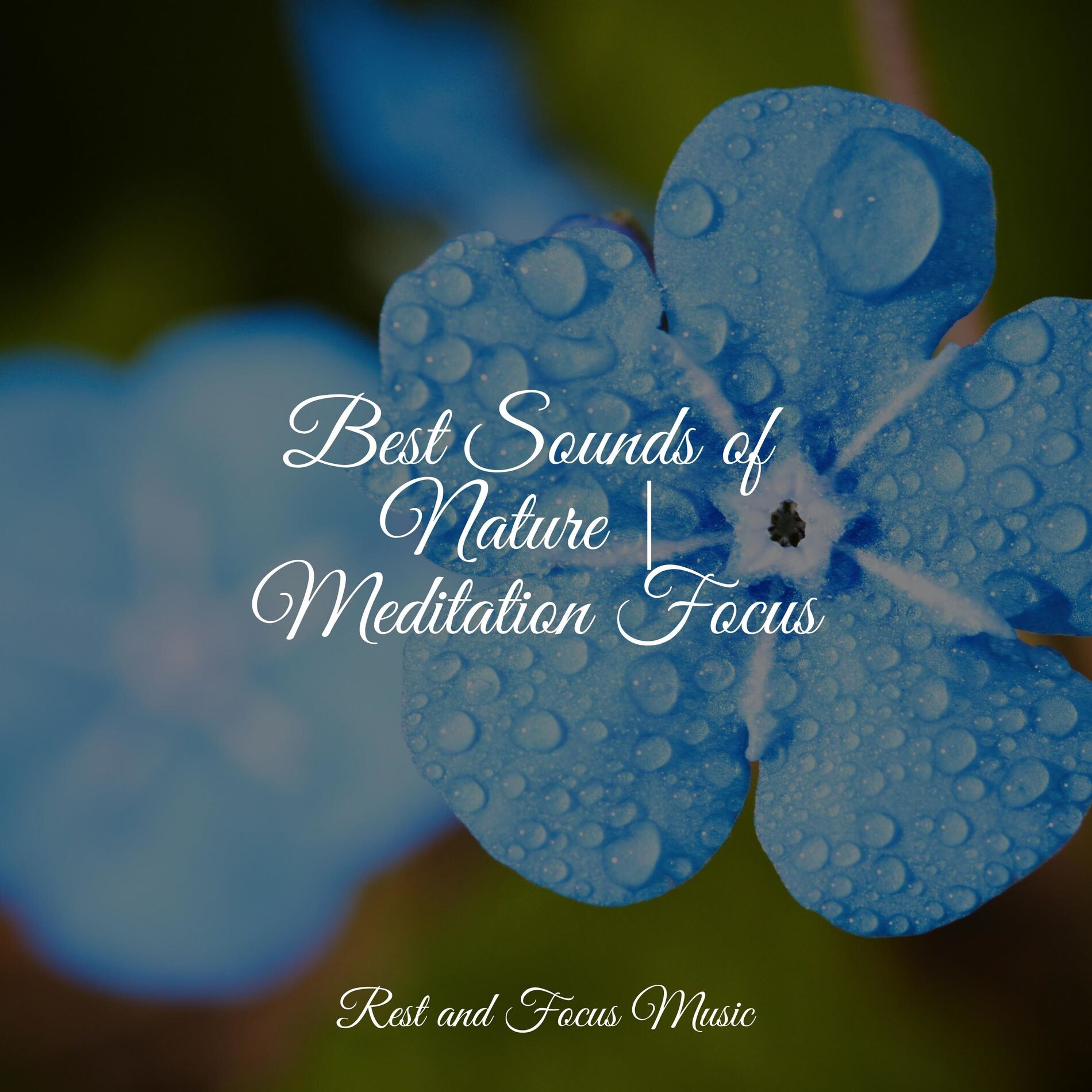 Album cover of Best Sounds of Nature | Meditation Focus