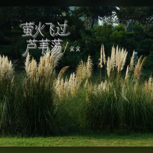 萤火飞过芦苇荡
