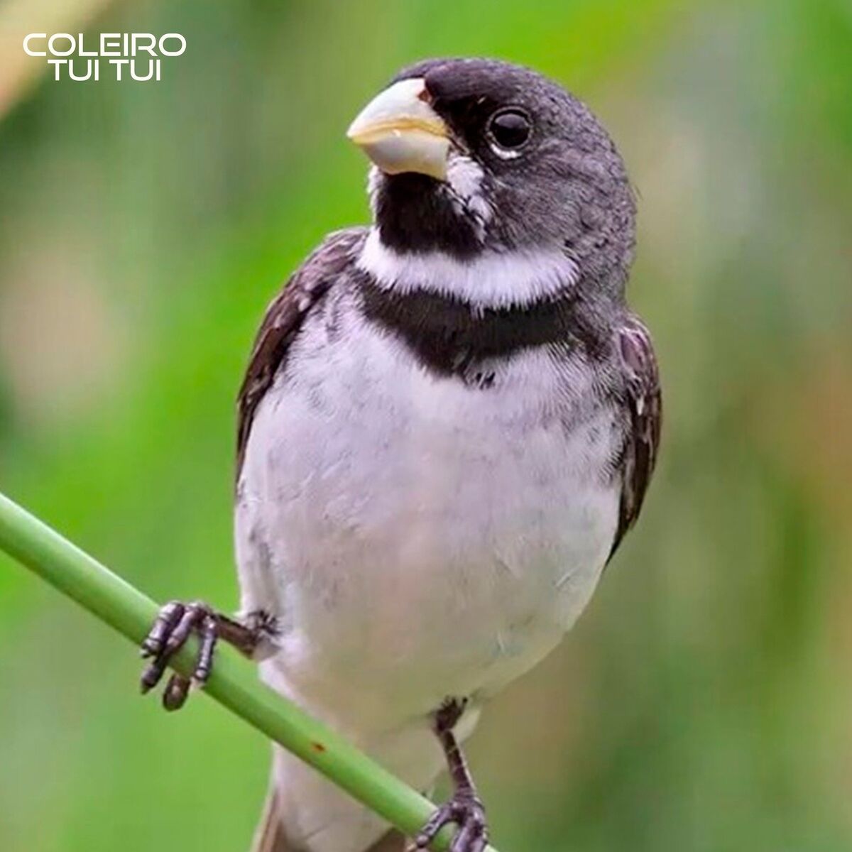 Album cover of Tui Tui
