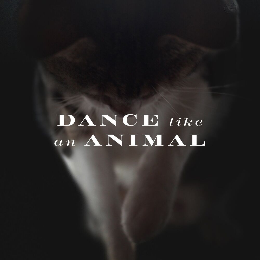Picture of Dance Like an Animal