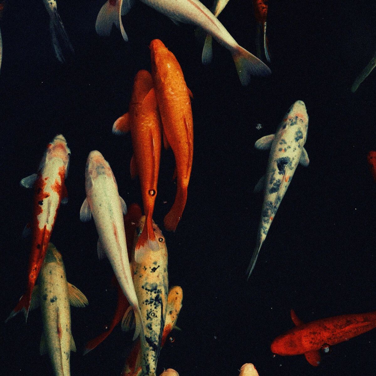 Album cover of Koi Pond