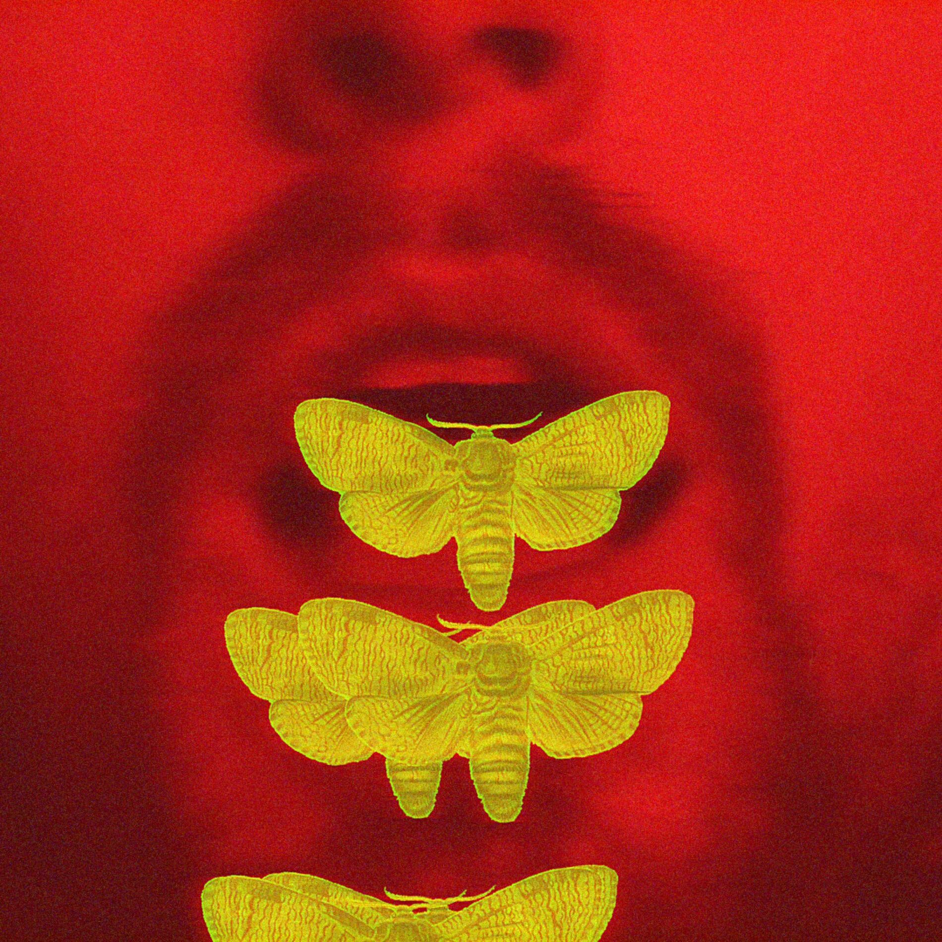 Album cover of dead moths