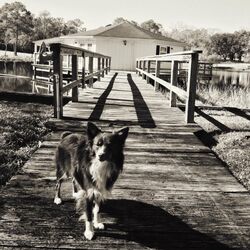 Cover of At the Lakehouse