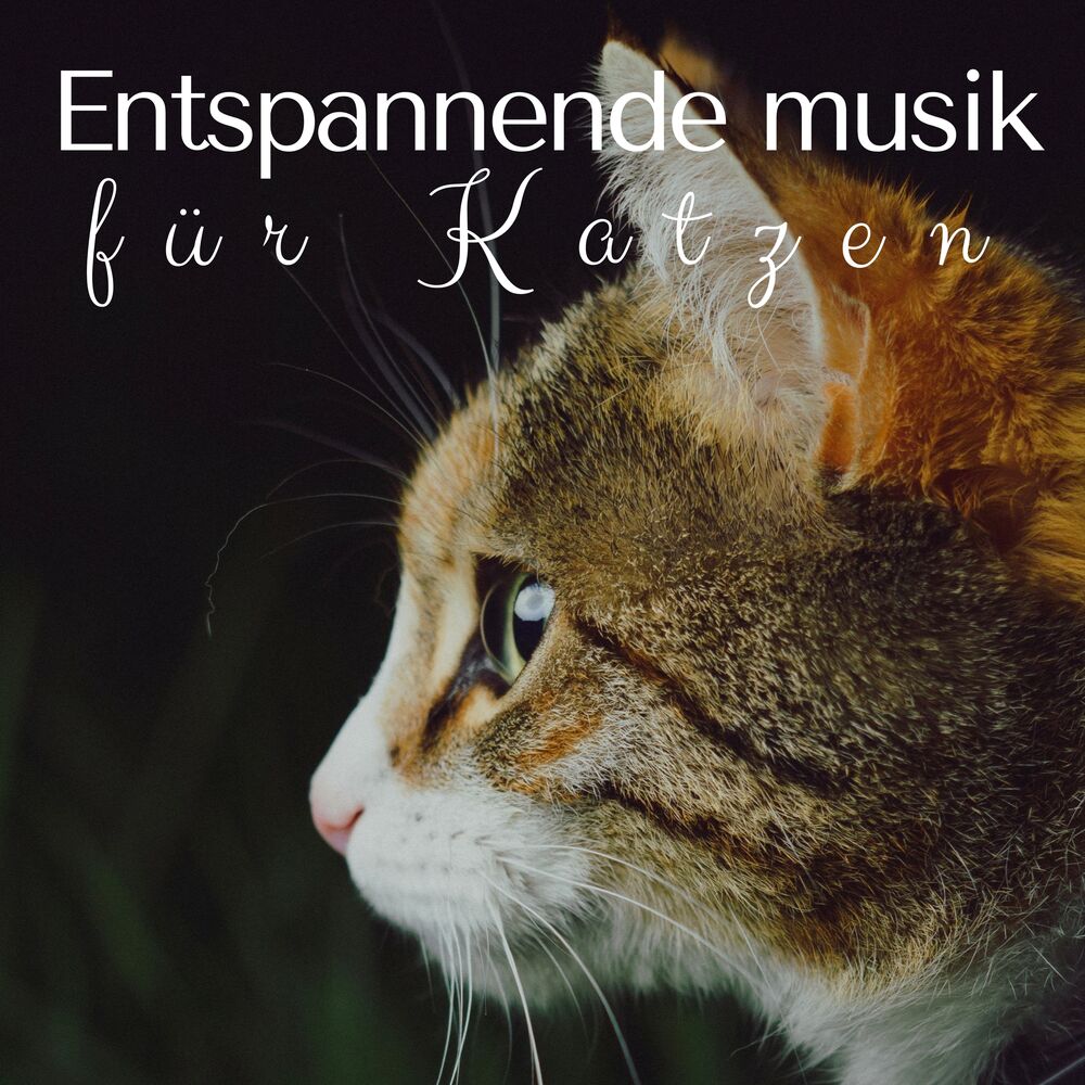 Picture of Entspannende musik für Katzen - Extrem entspannende Lieder, um Ihre Haustiere zu beruhigen, entspannende Musik mit Naturgeräuschen