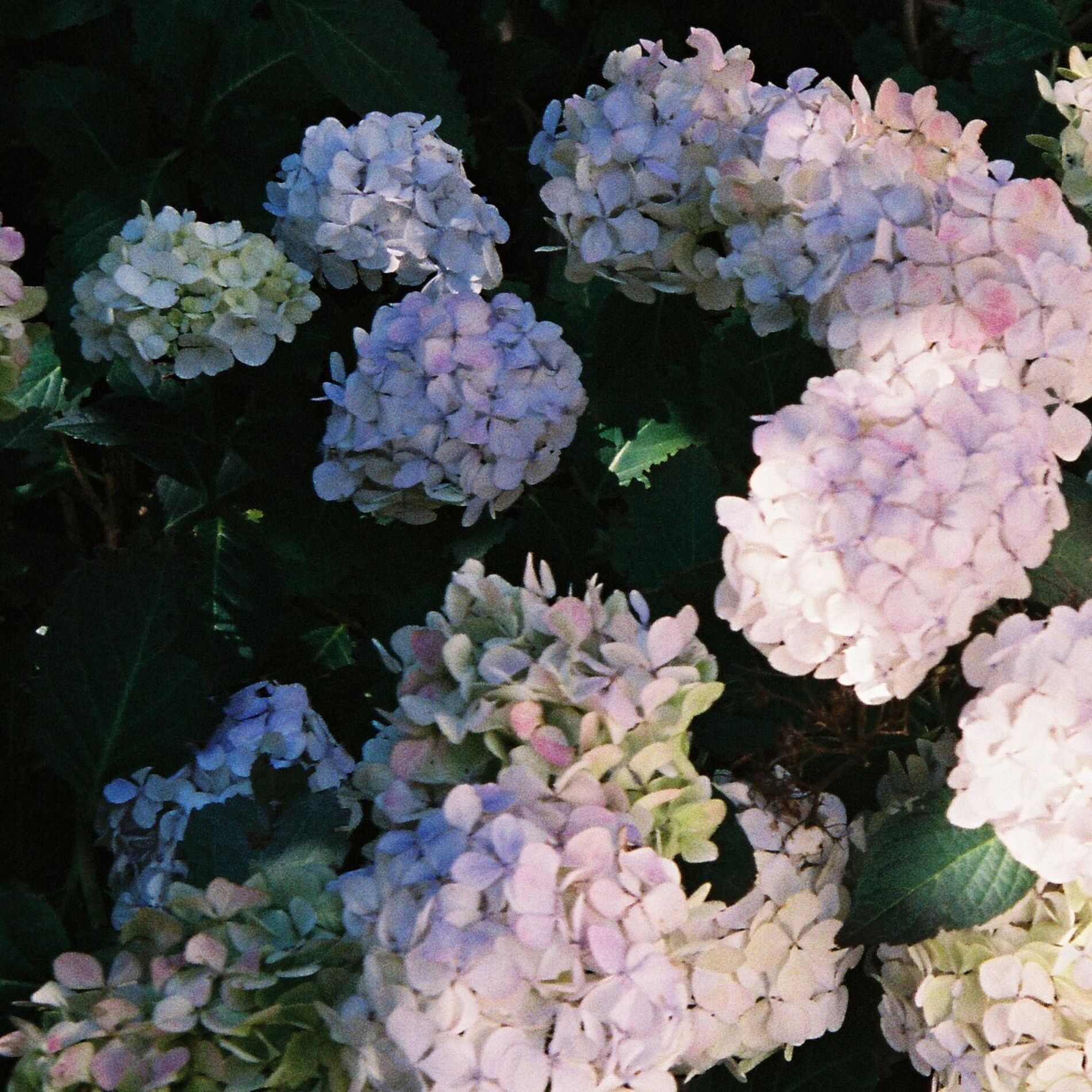 Album cover of The Fall