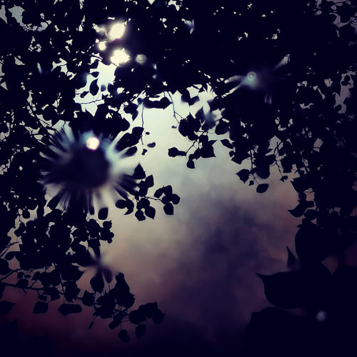 Leaflight