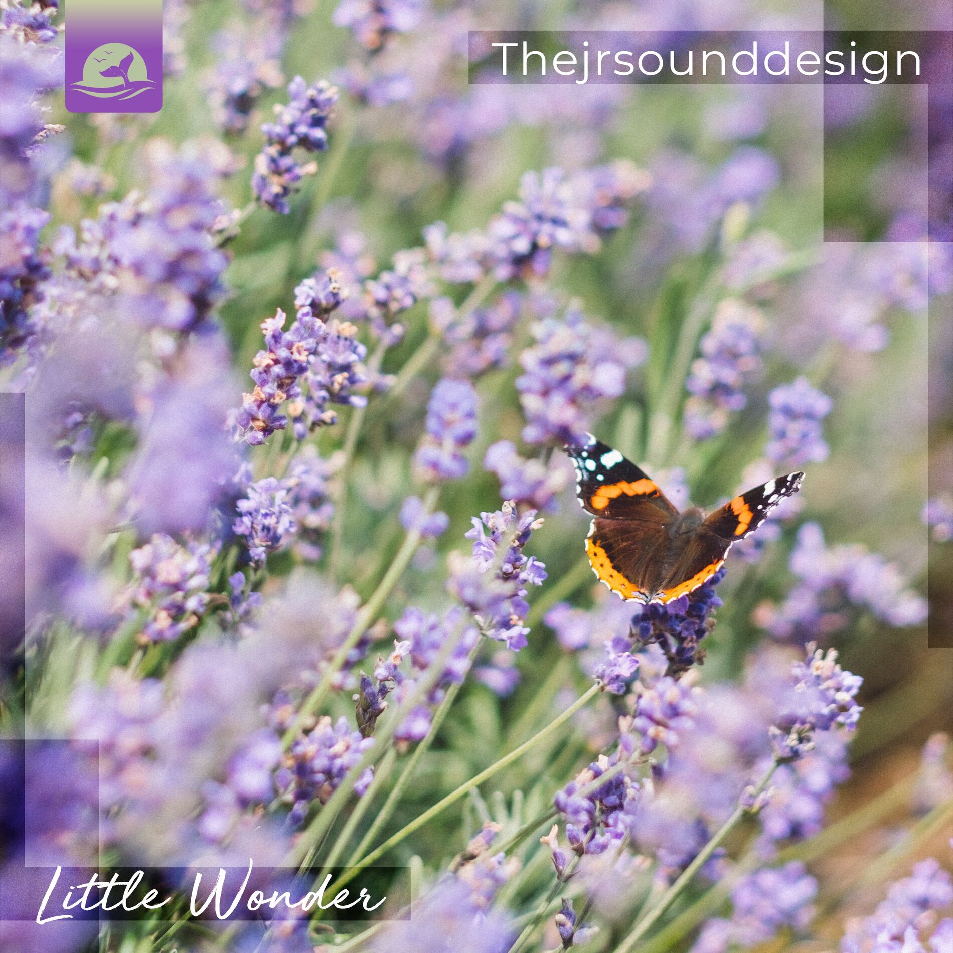 Album cover of Little Wonder
