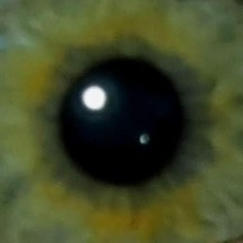 Picture of vsim ci nicim