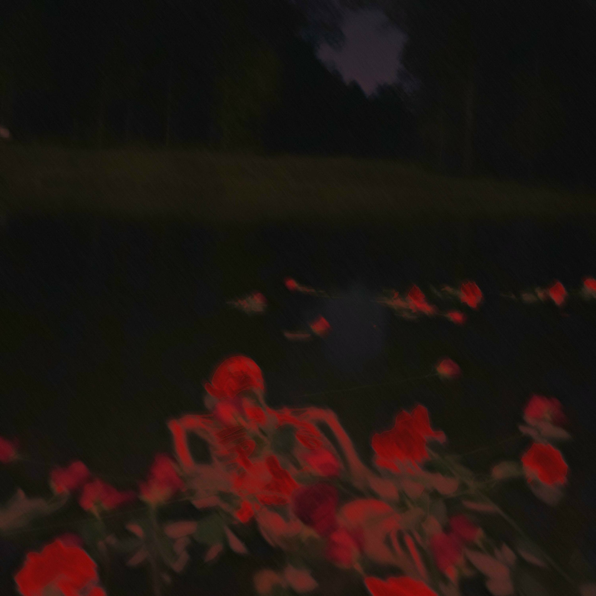 Album cover of roses