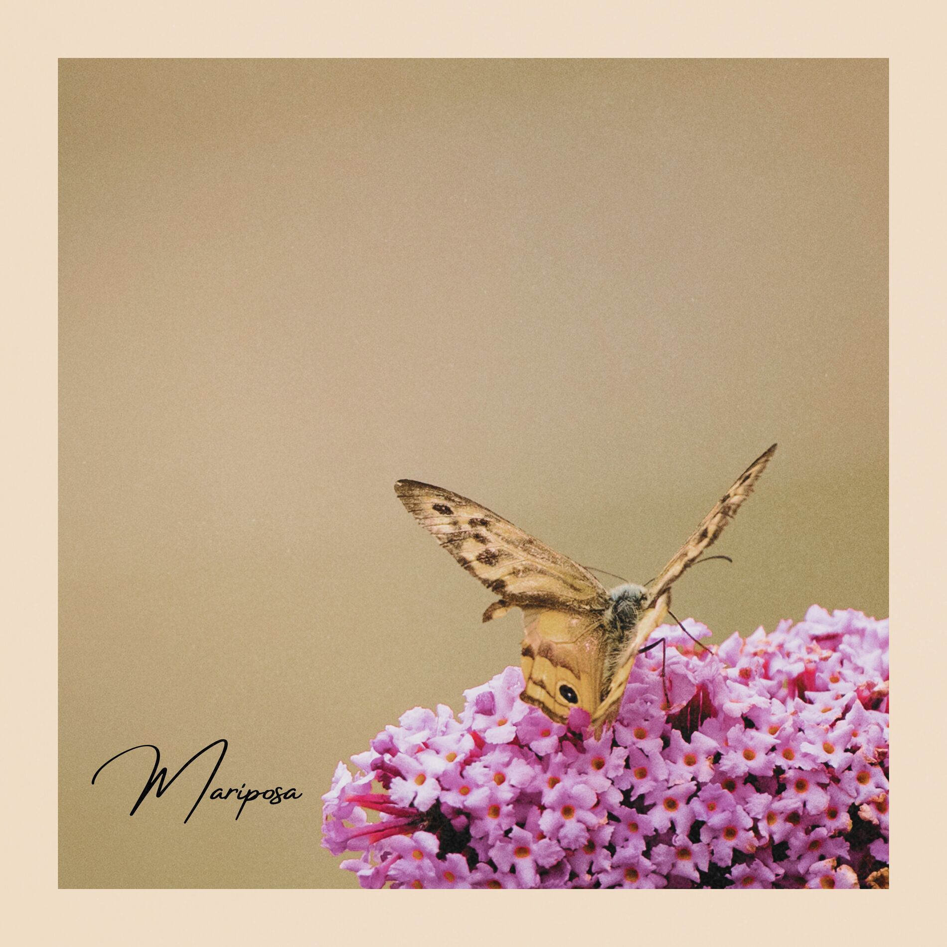 Album cover of Mariposa
