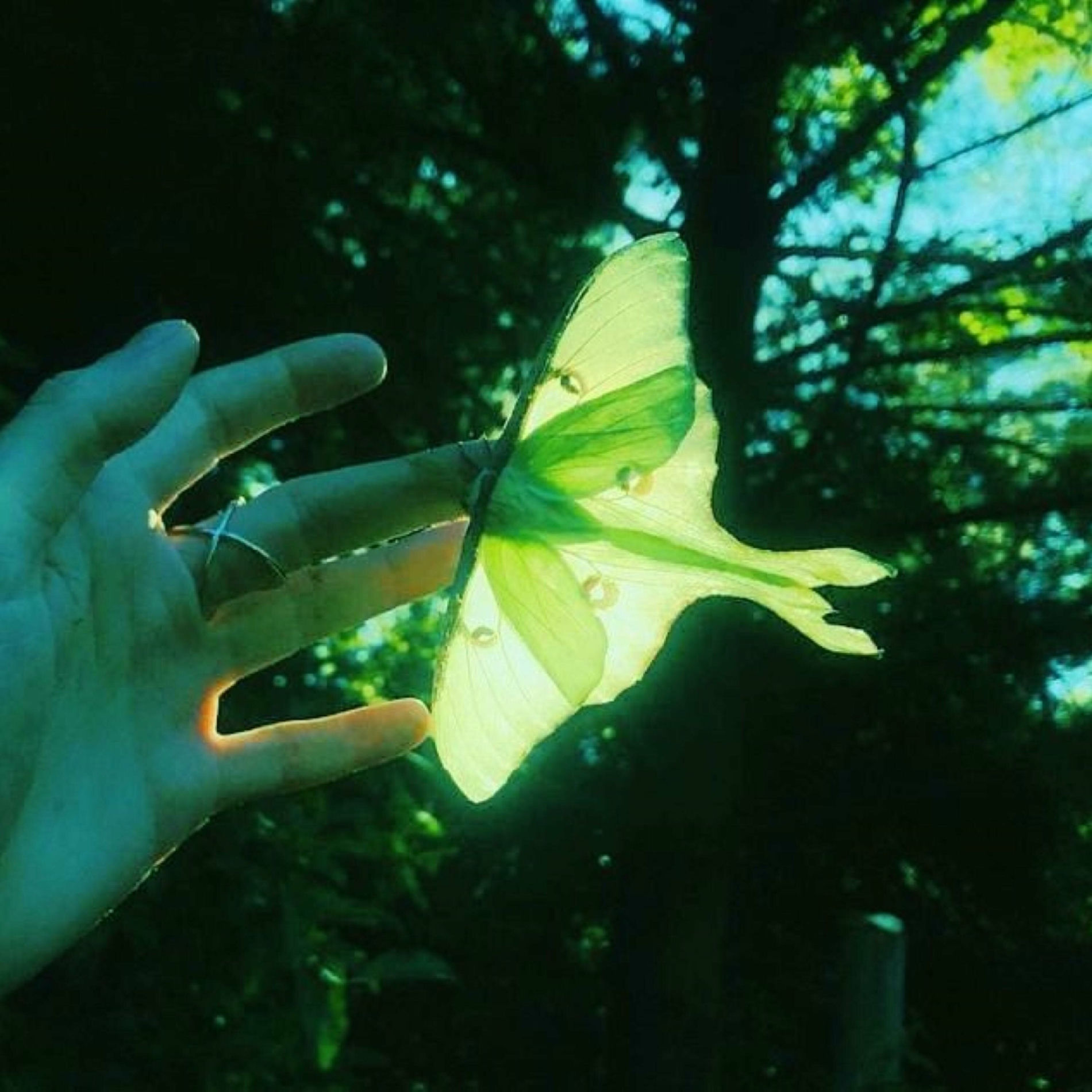 Album cover of neonmoth EP