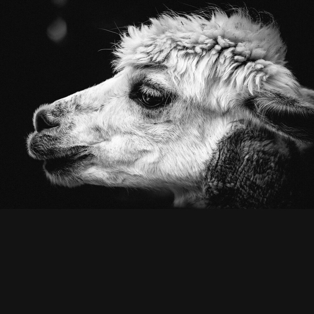 Picture of The Alpaca EP