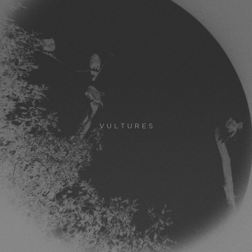 Picture of Vultures