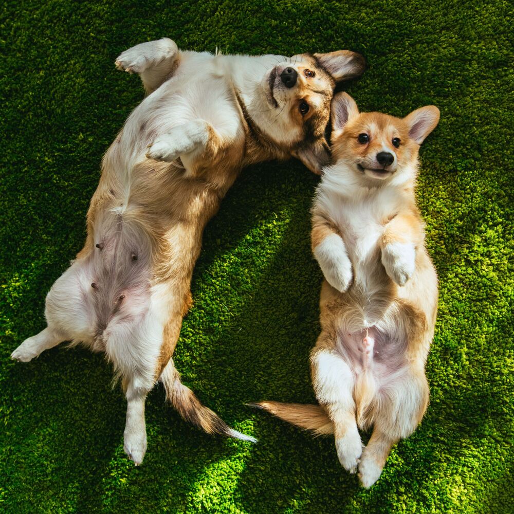 Picture of Meditation Retreat: Tranquil Dog Environment Soundscape
