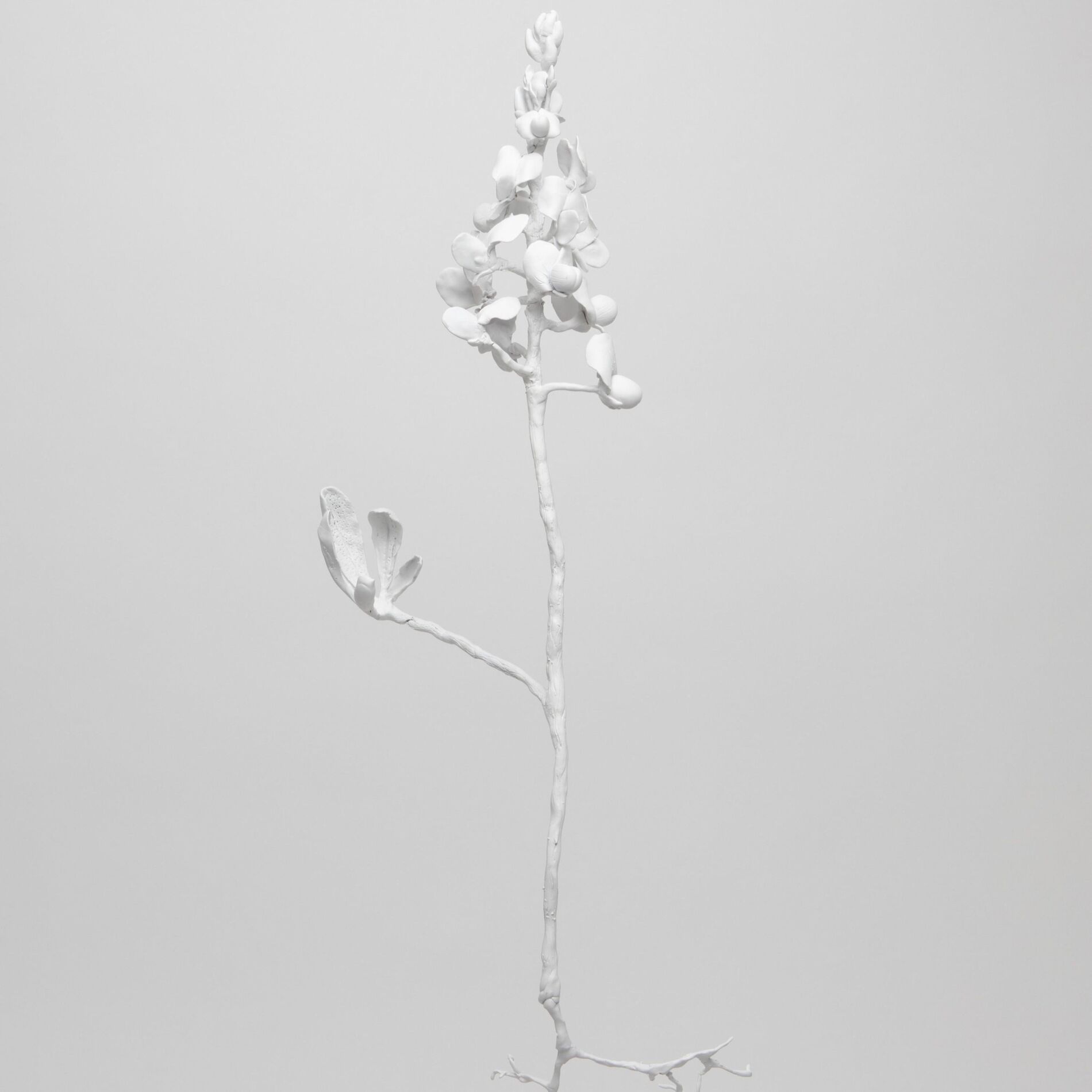 Album cover of Bluebonnet