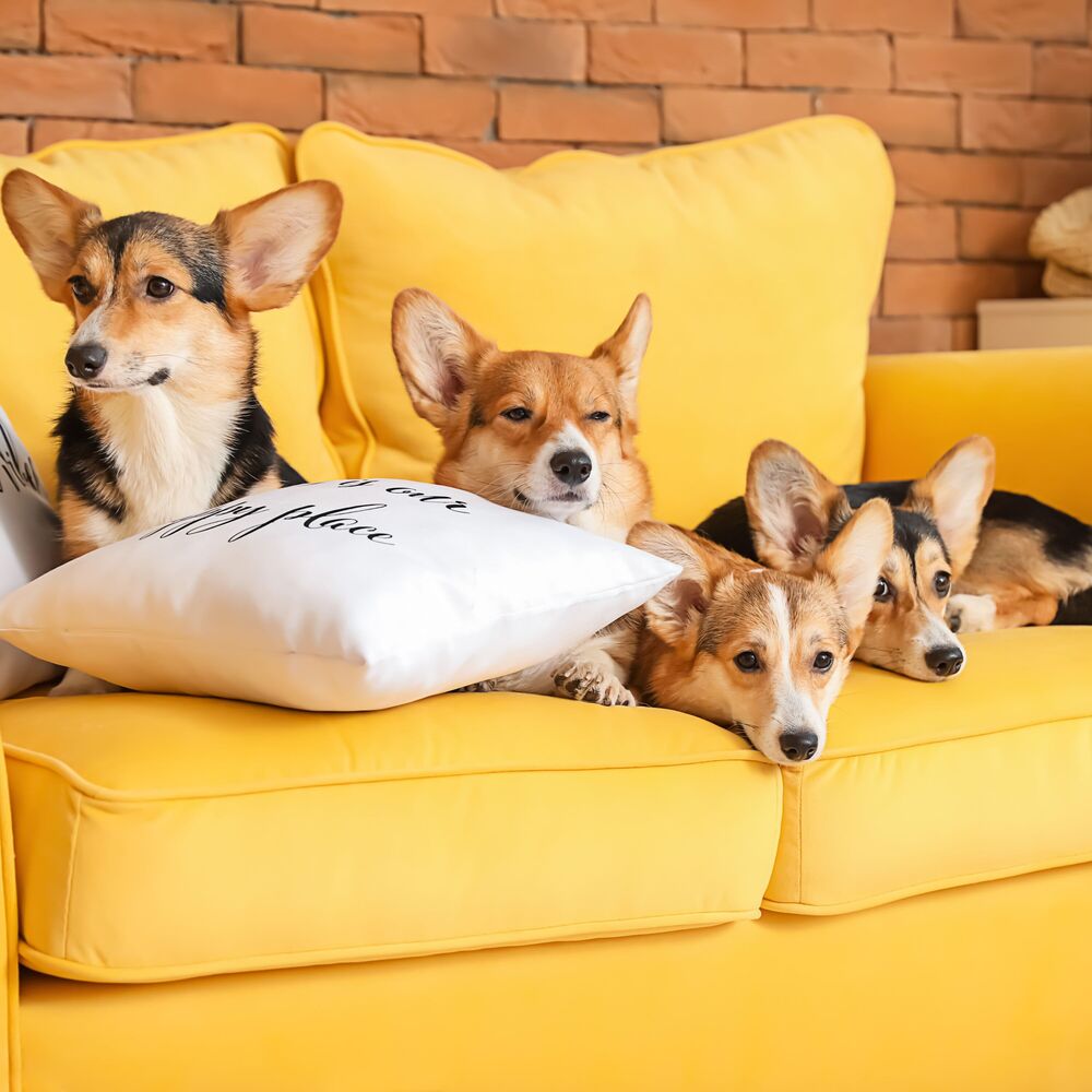 Picture of Calm Companions: Gentle Meditations for Happy Pets