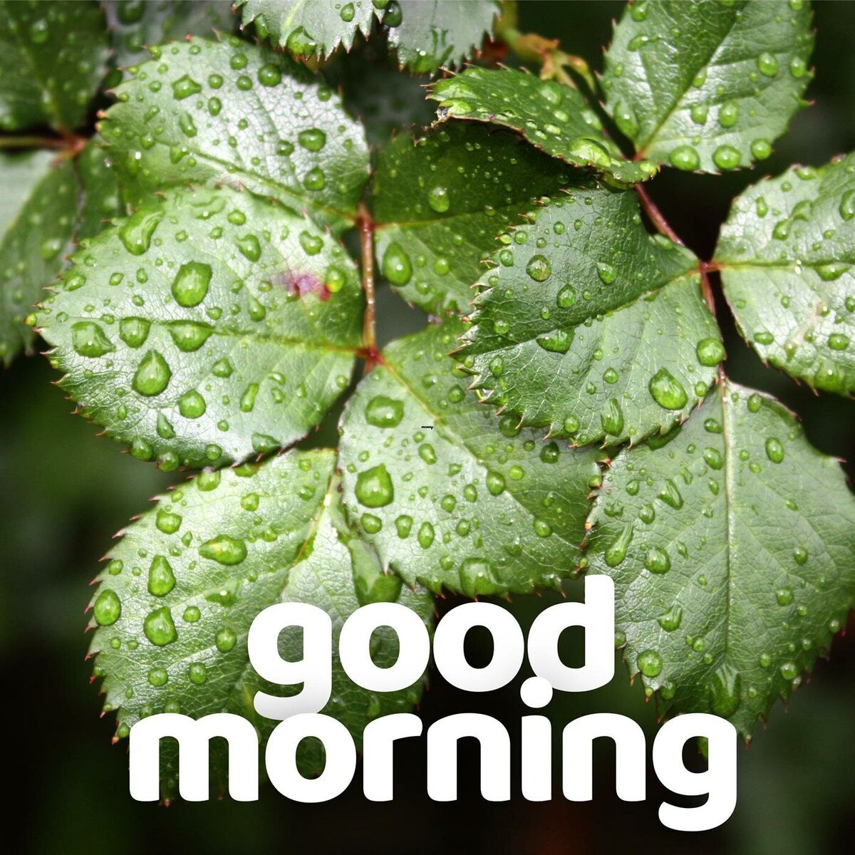 Album cover of good morning