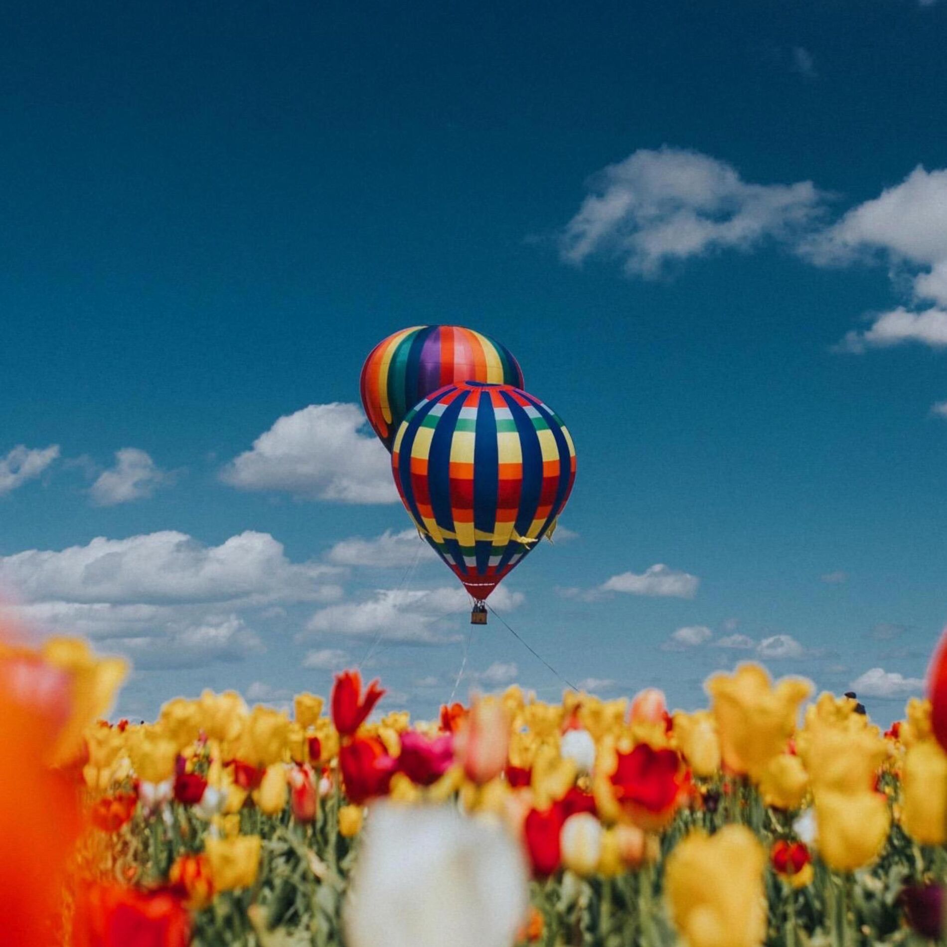 Album cover of Flower Fields