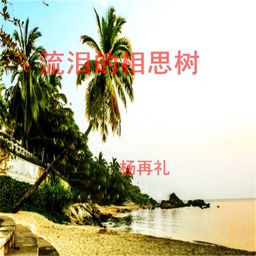 流泪的相思树