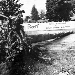 Cover of Root