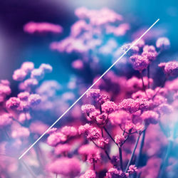 Cover of True Colors by undefined