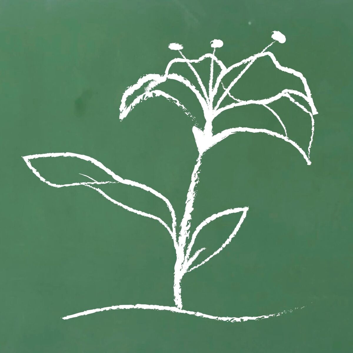 Album cover of Flor de Azucena