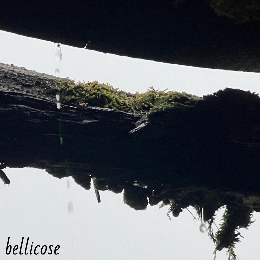 Picture of Bellicose