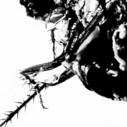 Cover of Roach Hiss