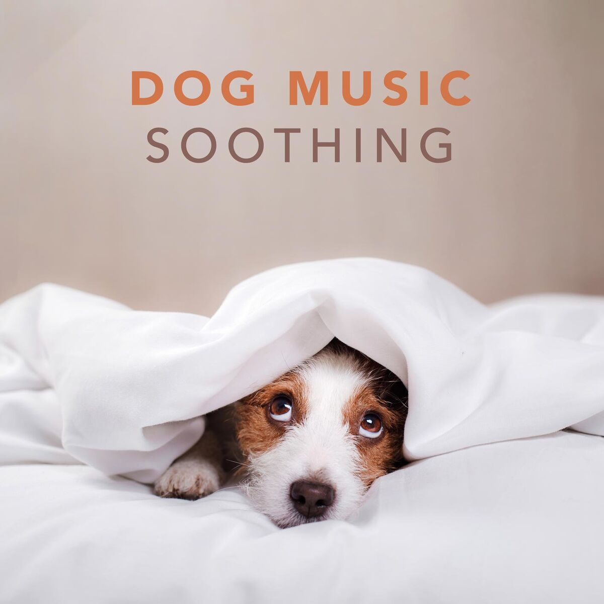 Album cover of Dog Music - Soothing Music for Dogs and Puppies