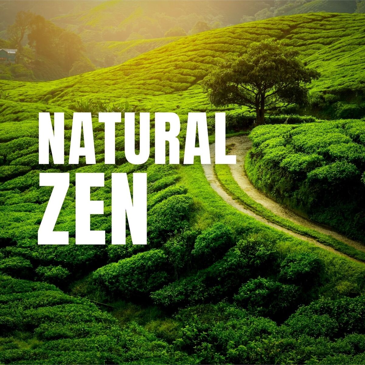 Album cover of Natural Zen
