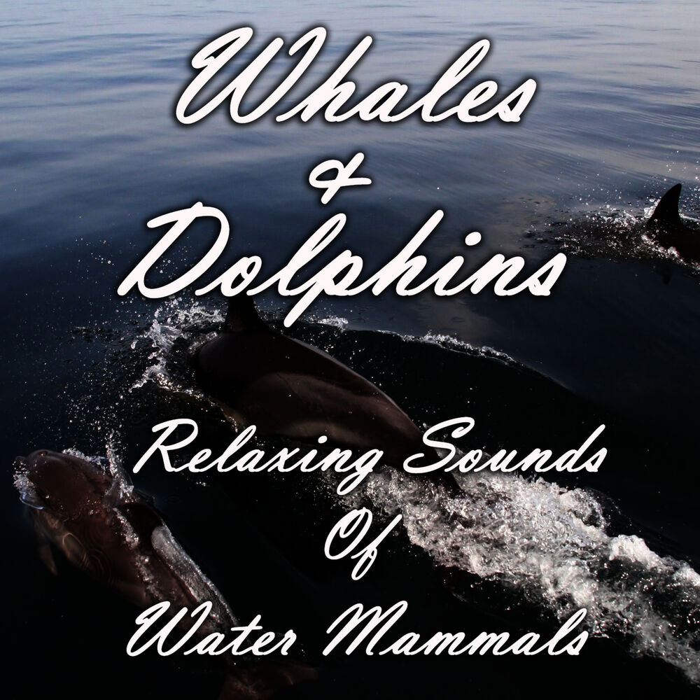 Picture of Whales and Dolphins: Relaxing Sounds of Water Mammals