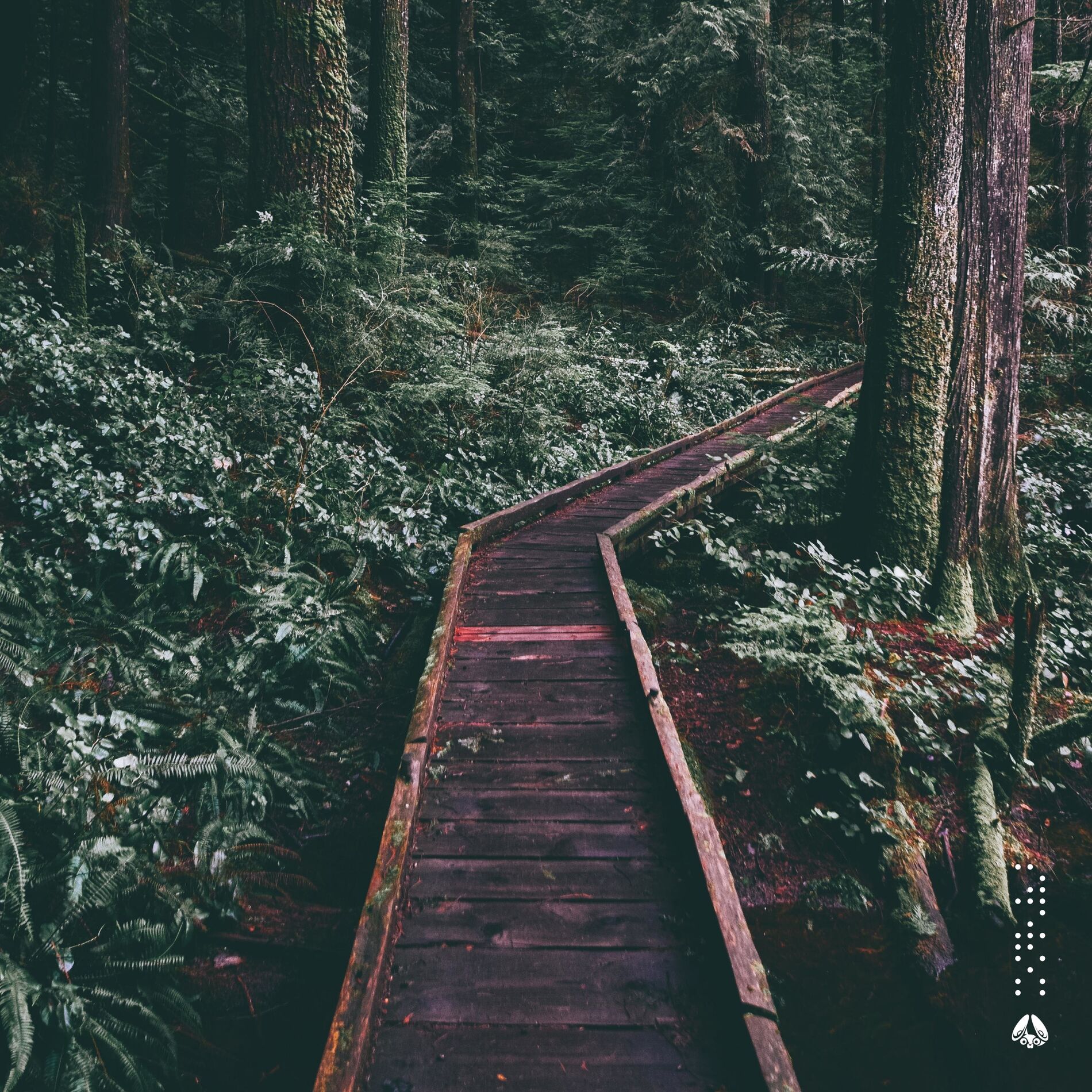Album cover of forest