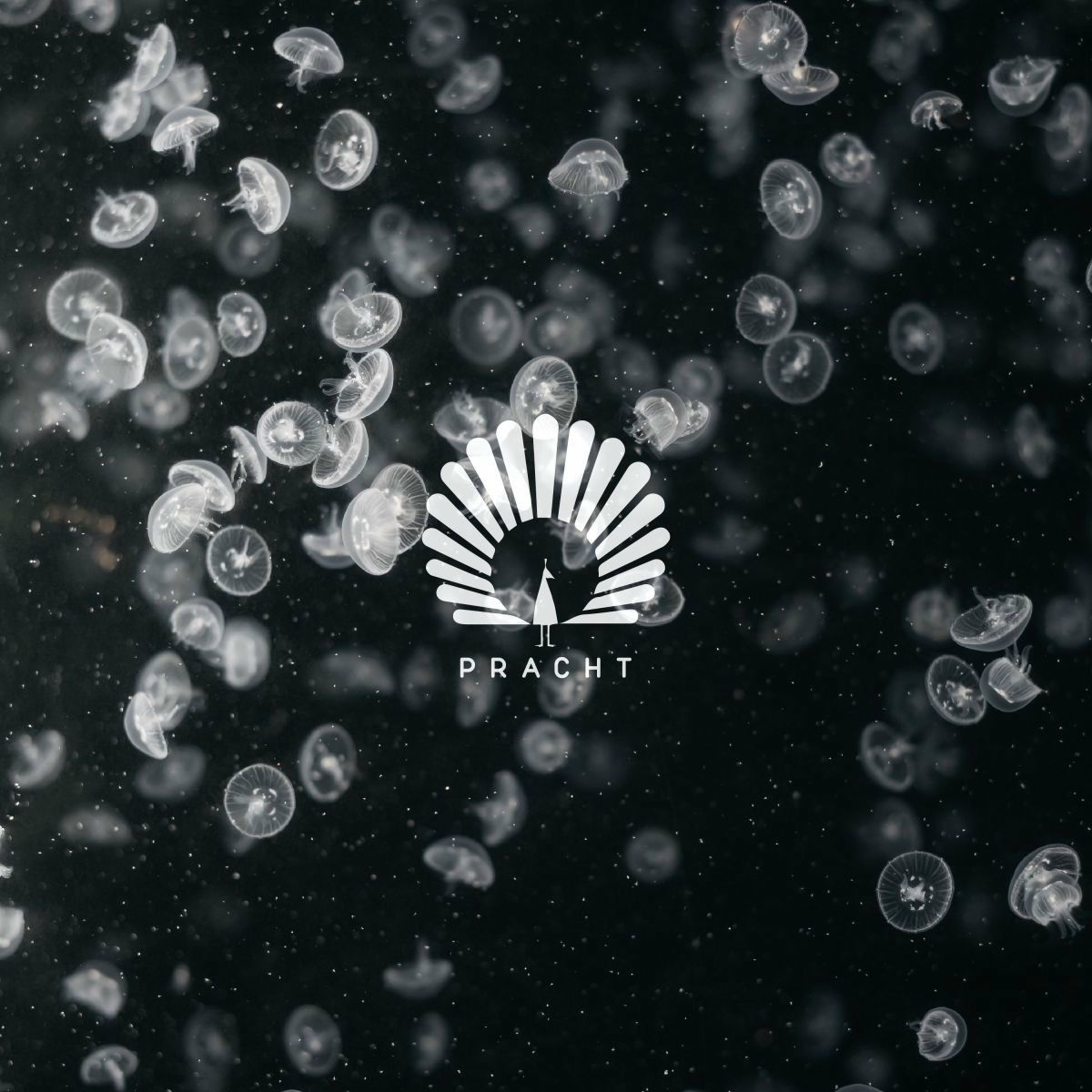 Album cover of Lotus