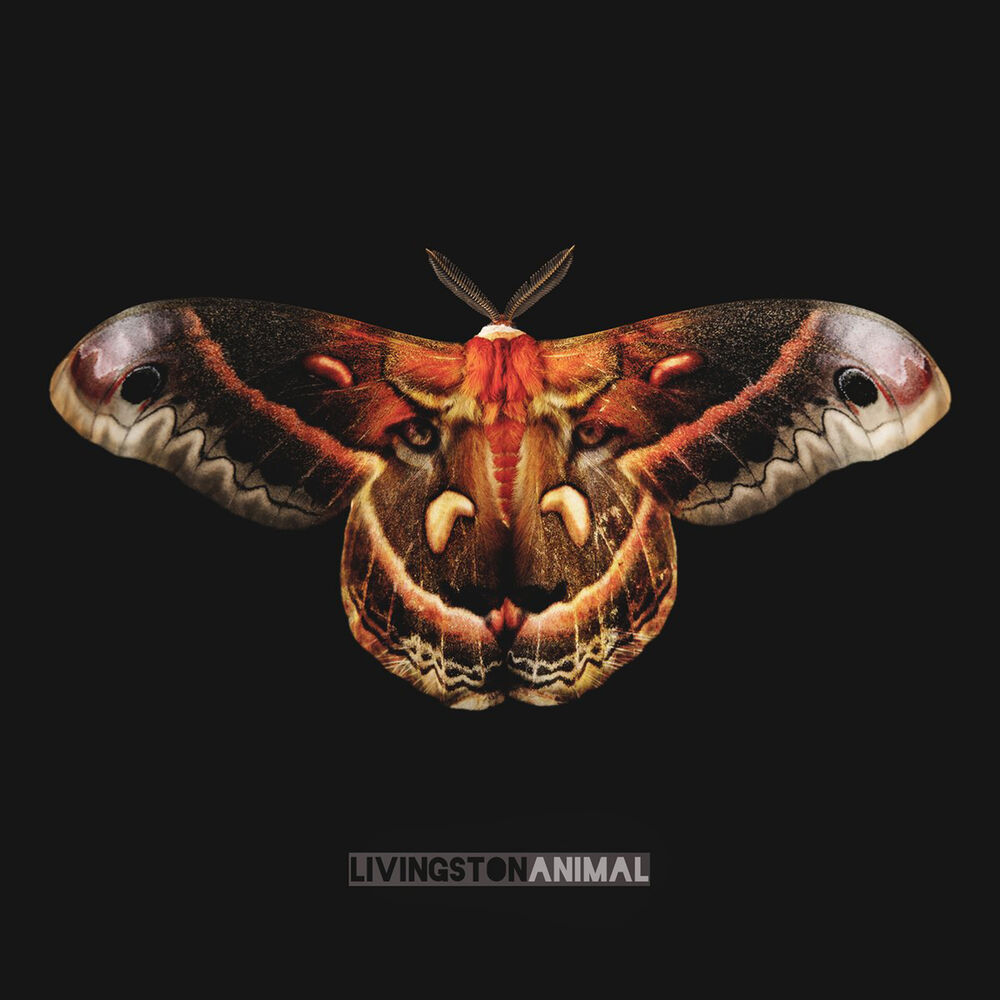 Picture of Animal