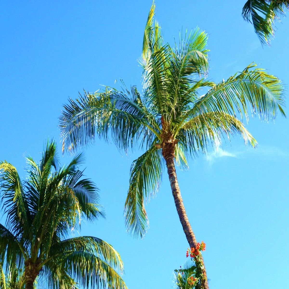 Album cover of Palm Trees
