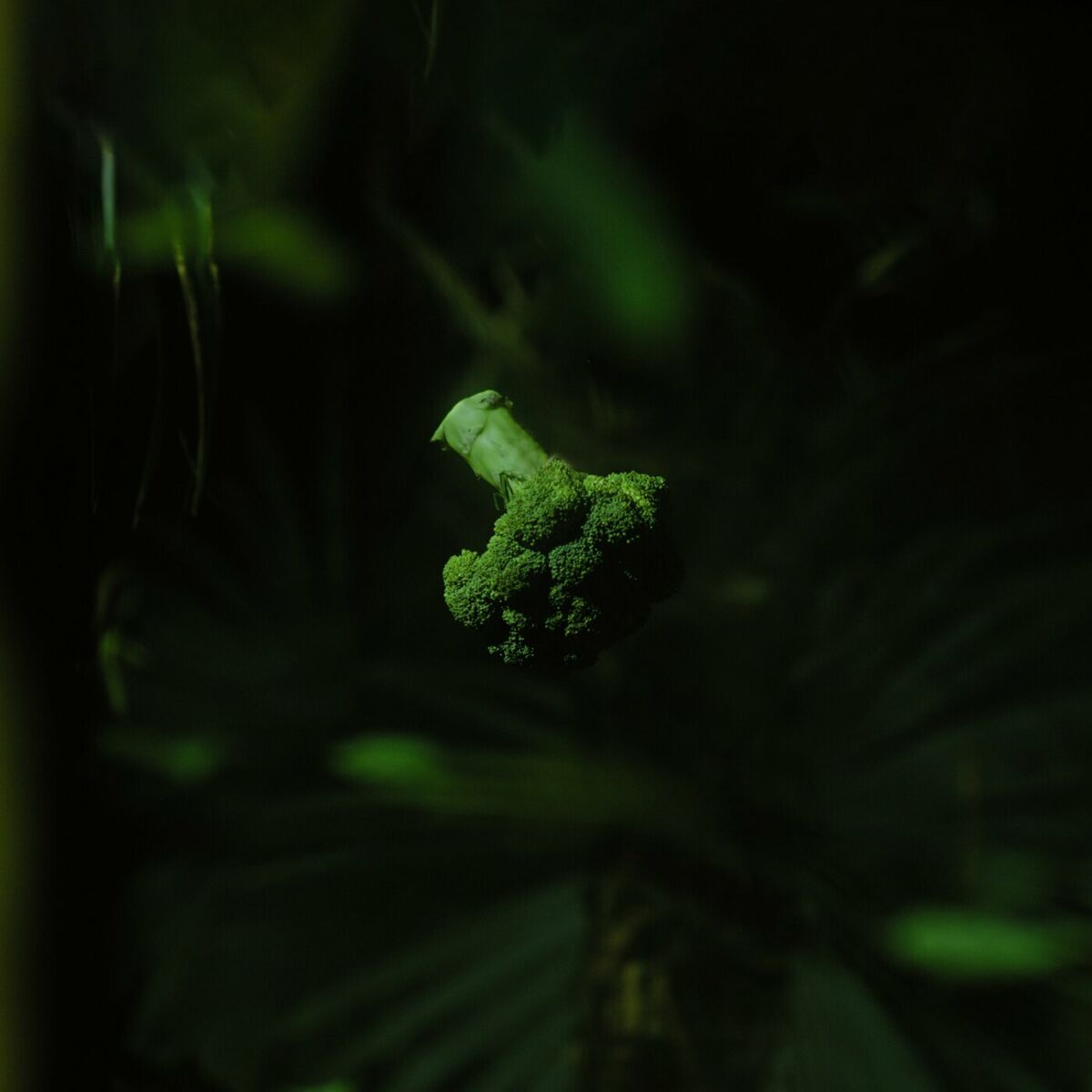 Album cover of Mogli