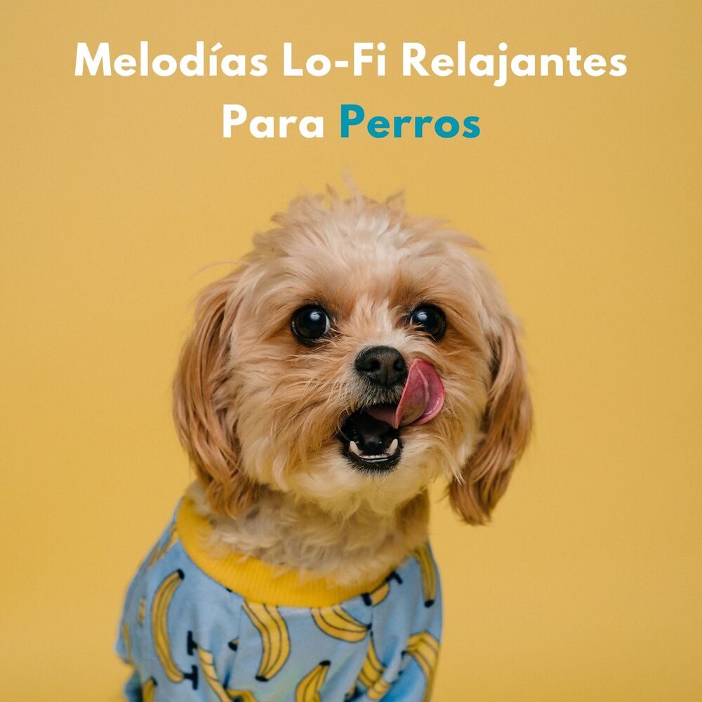 Picture of Melodías Lofi Relajantes Para Perros