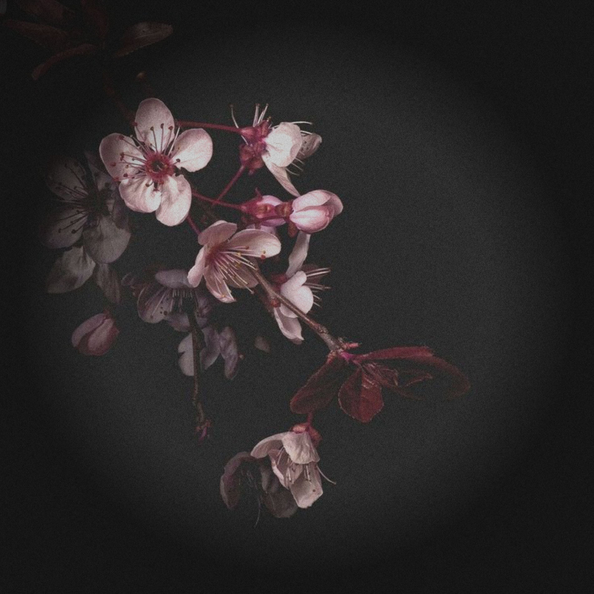 Album cover of Worthy is Your Name