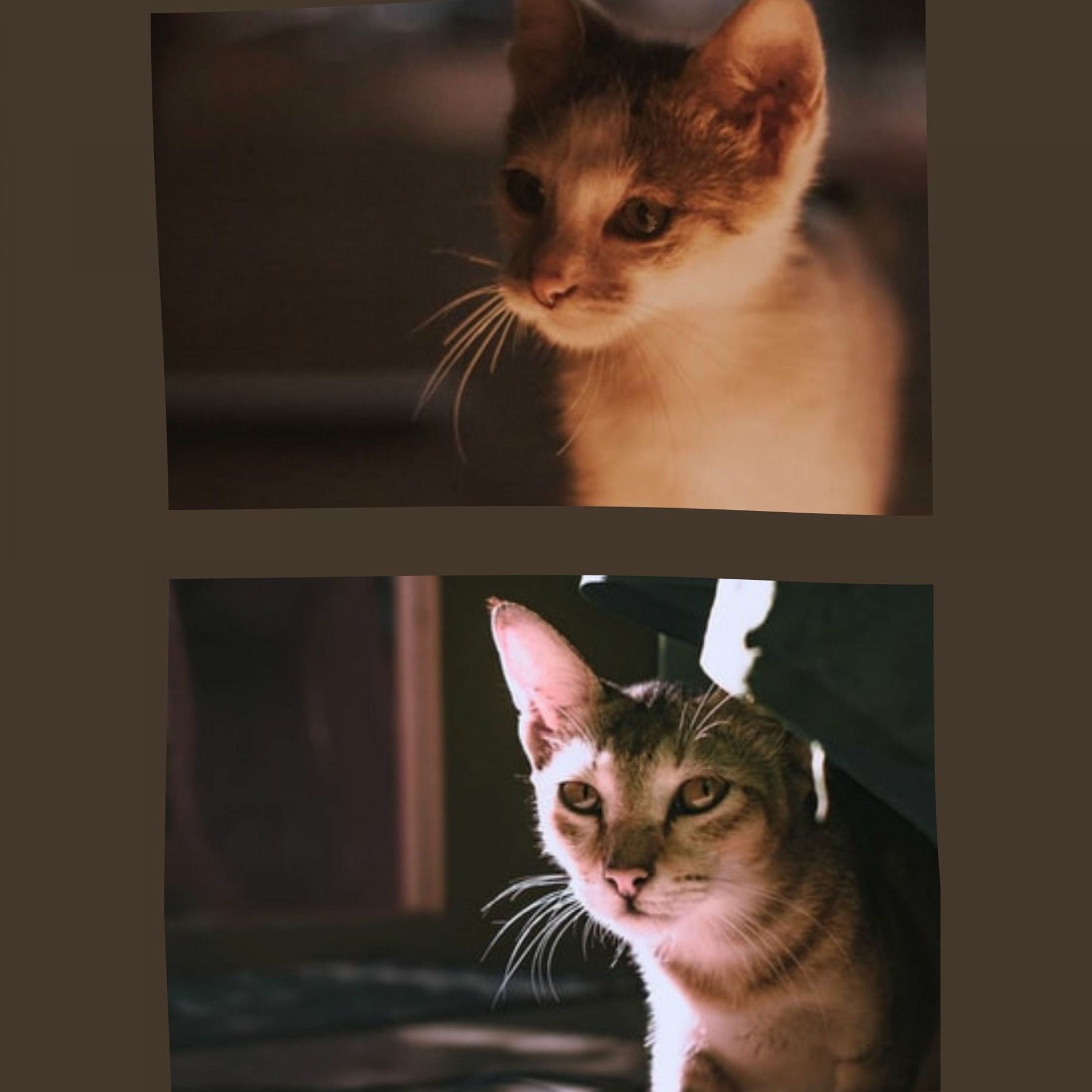 Album cover of Laid-back Ambiance for Happy Cat